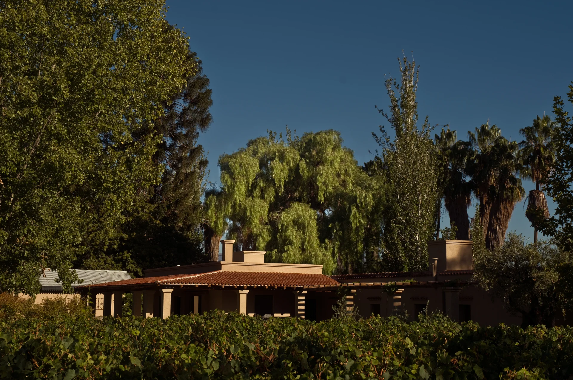 View across the estate and vineyard to the historic aguaribay rising behind the house