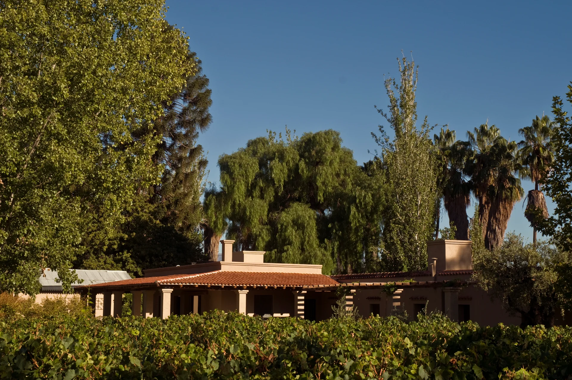The estate seen across the vineyard, with the aguaribay behind