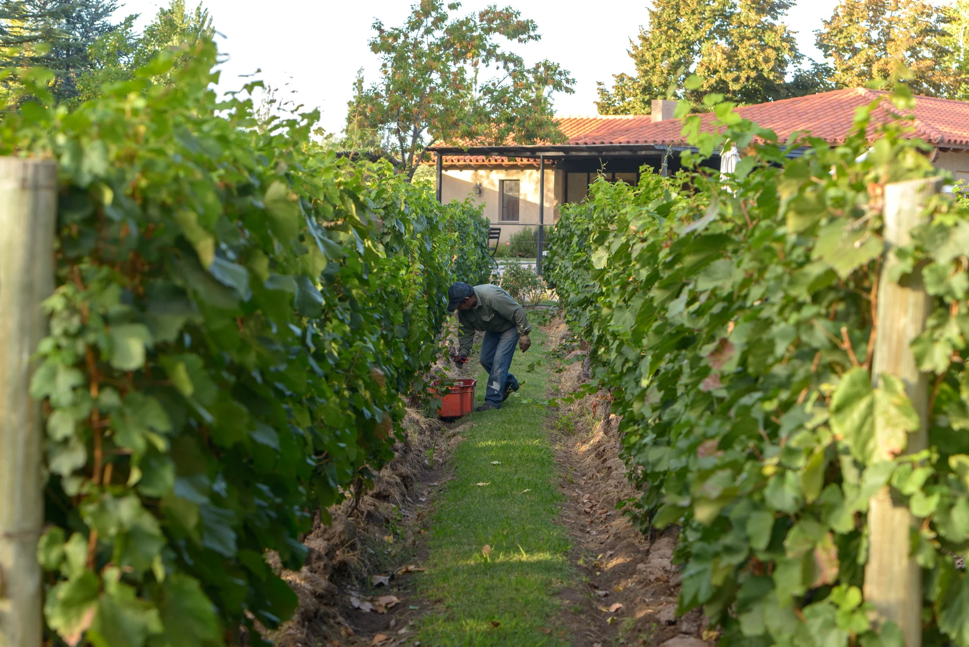 Picking Malbec by hand between the rows