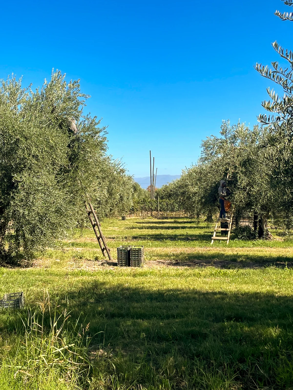 Ladders and crates between the rows during the olive harvest
