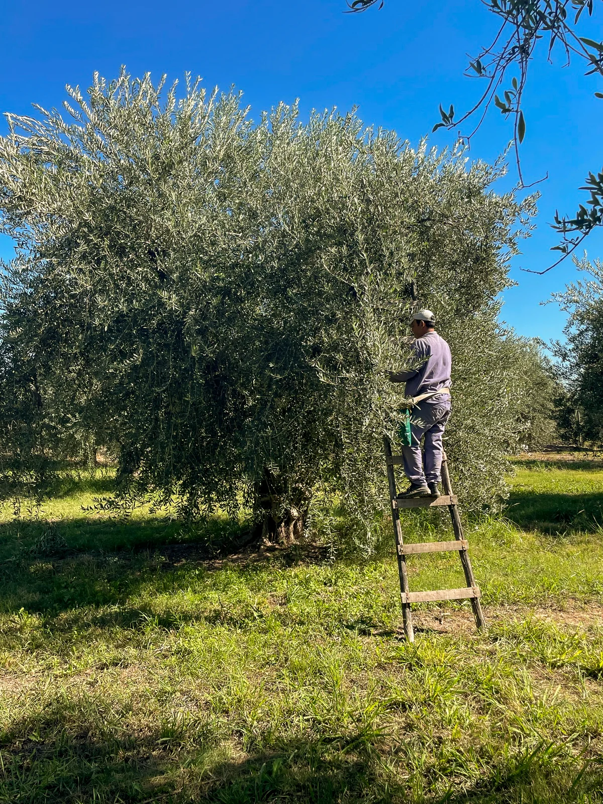 Picking olives by hand from a ladder