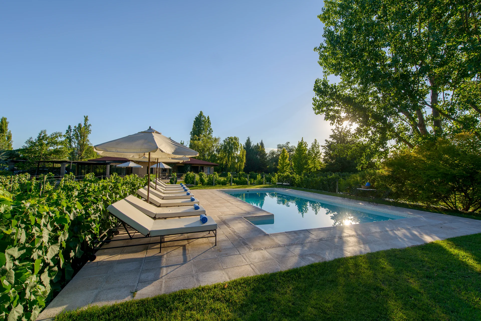 The pool seen across the lawn, with the vines alongside