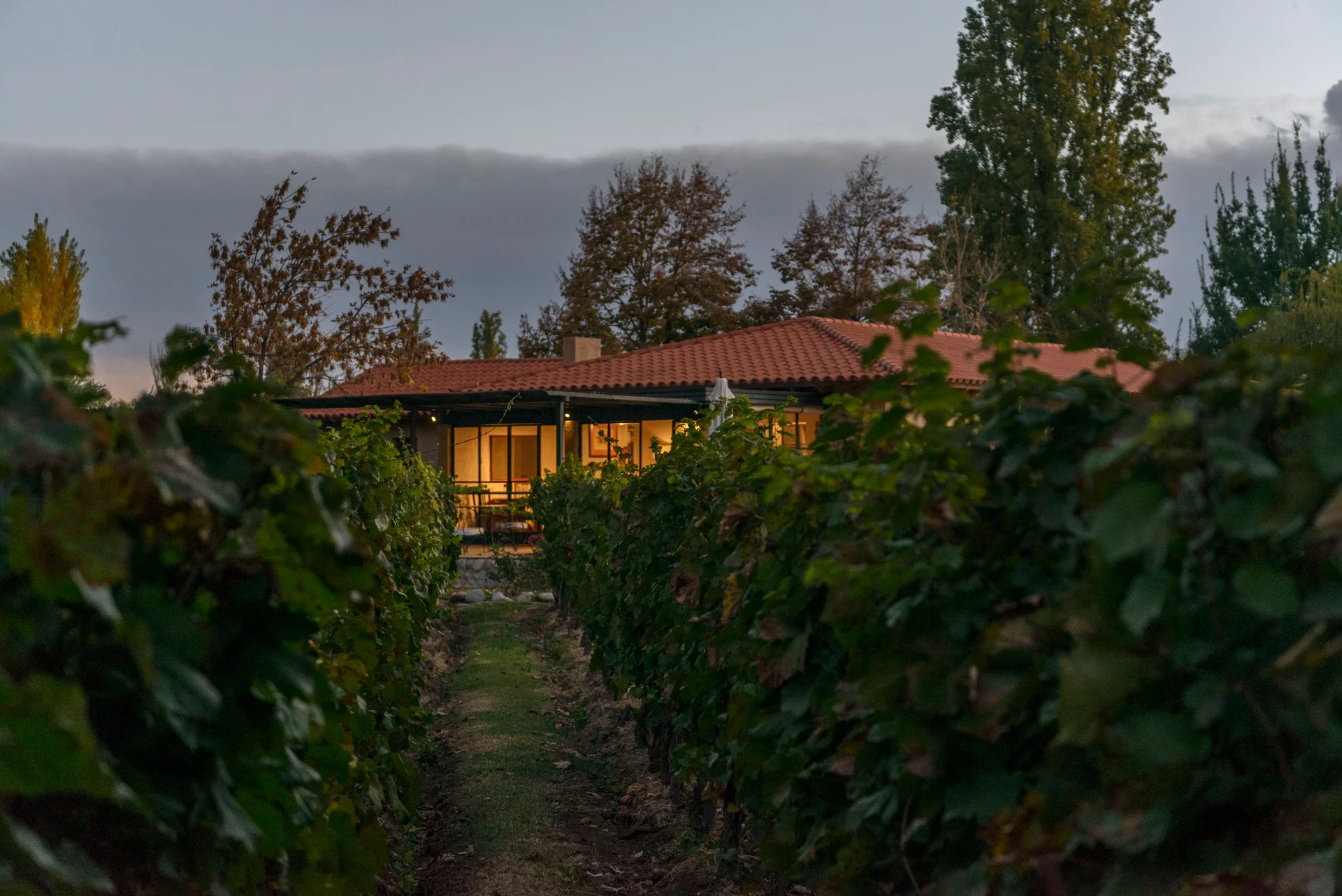 The estate seen from within the vineyard at dusk