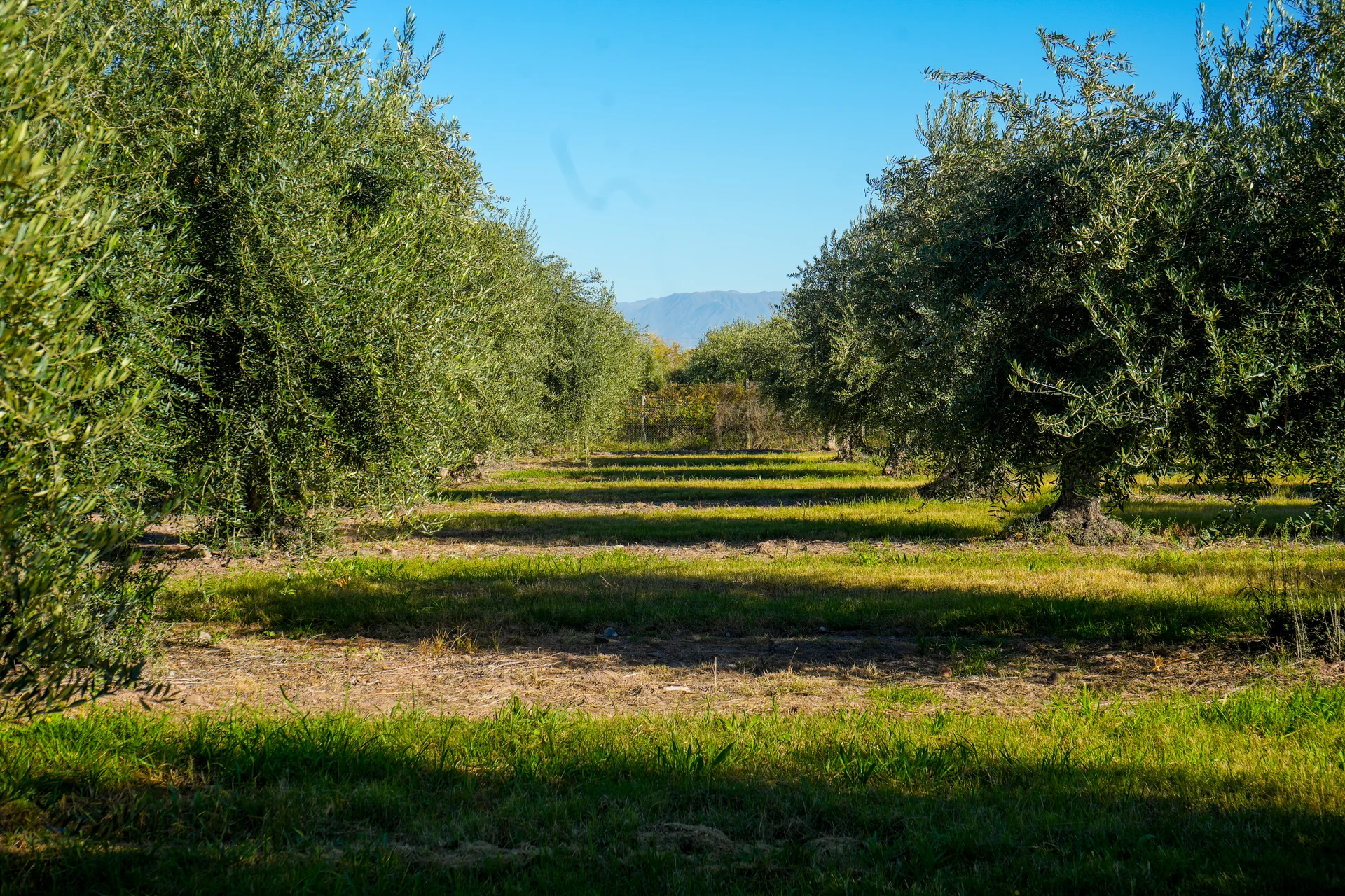 The rows of the Arauco olive grove