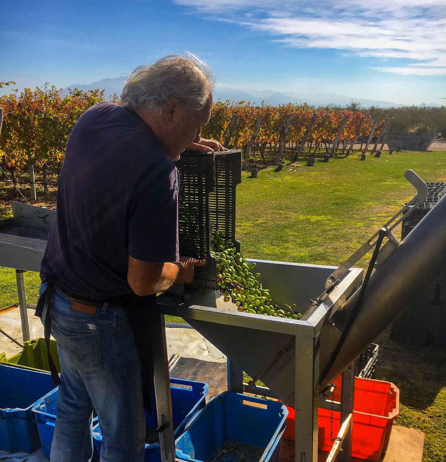 Loading the day's crates of olives into the mill hopper