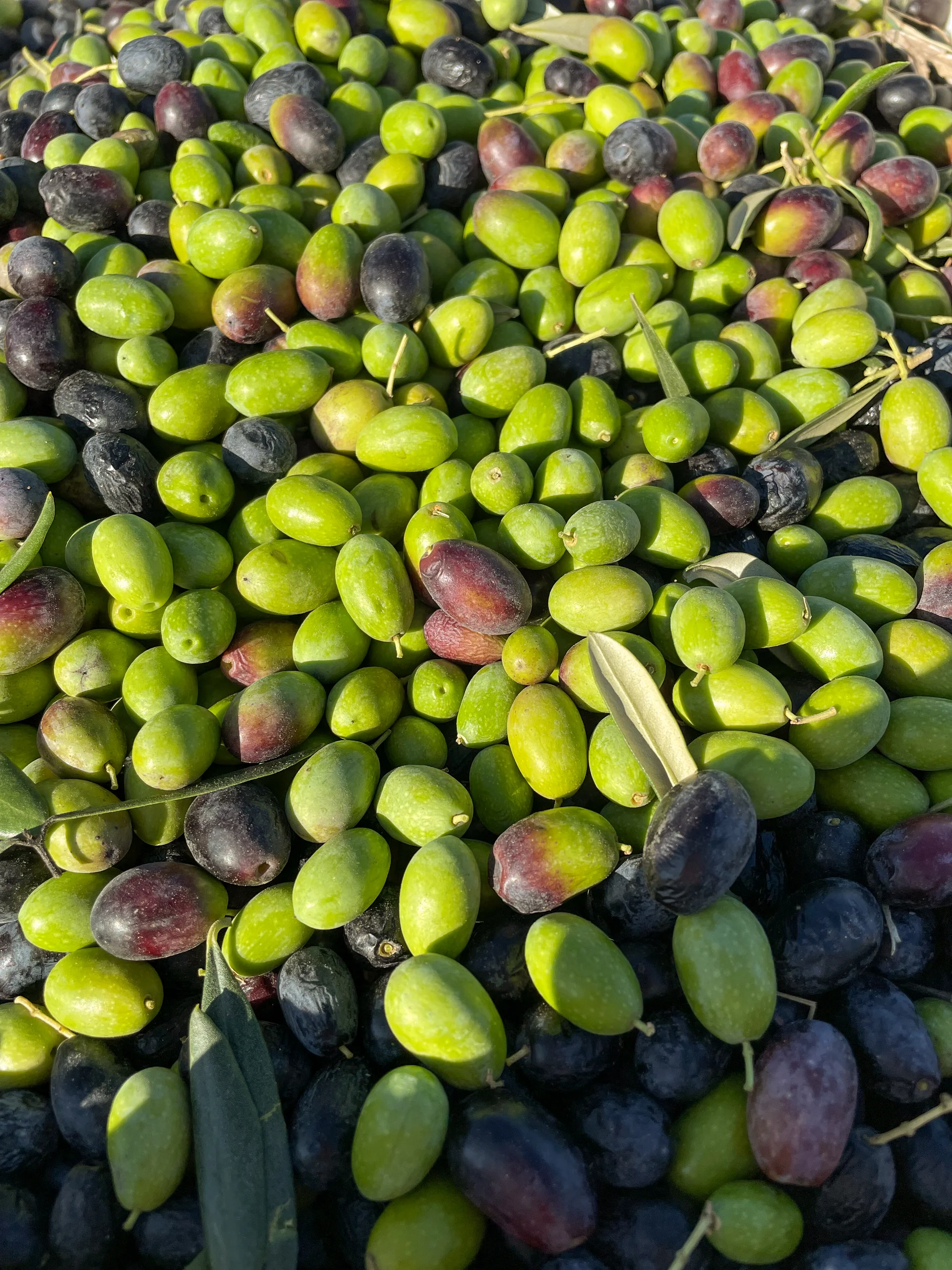 Freshly picked Arauco olives