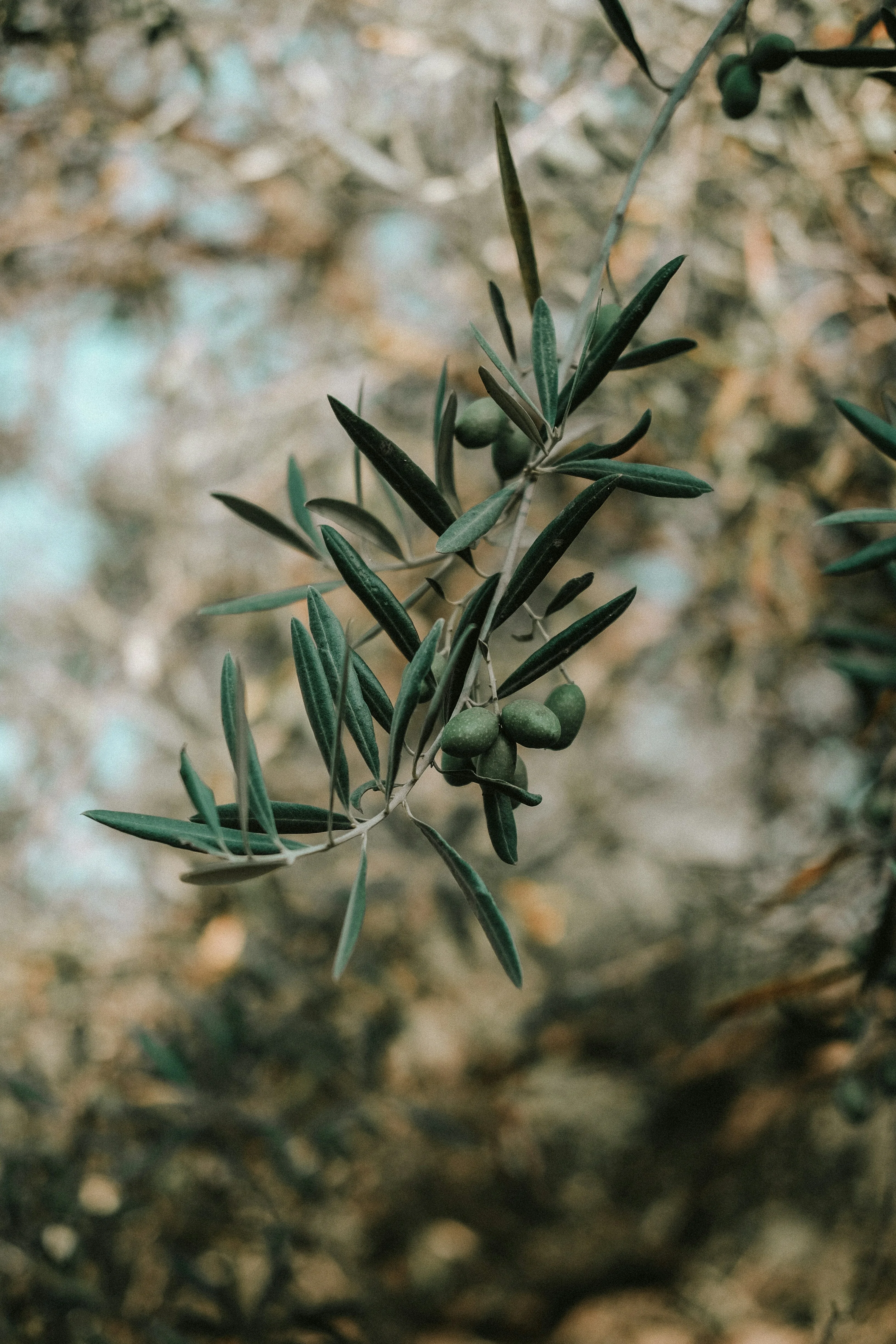 Olive harvest