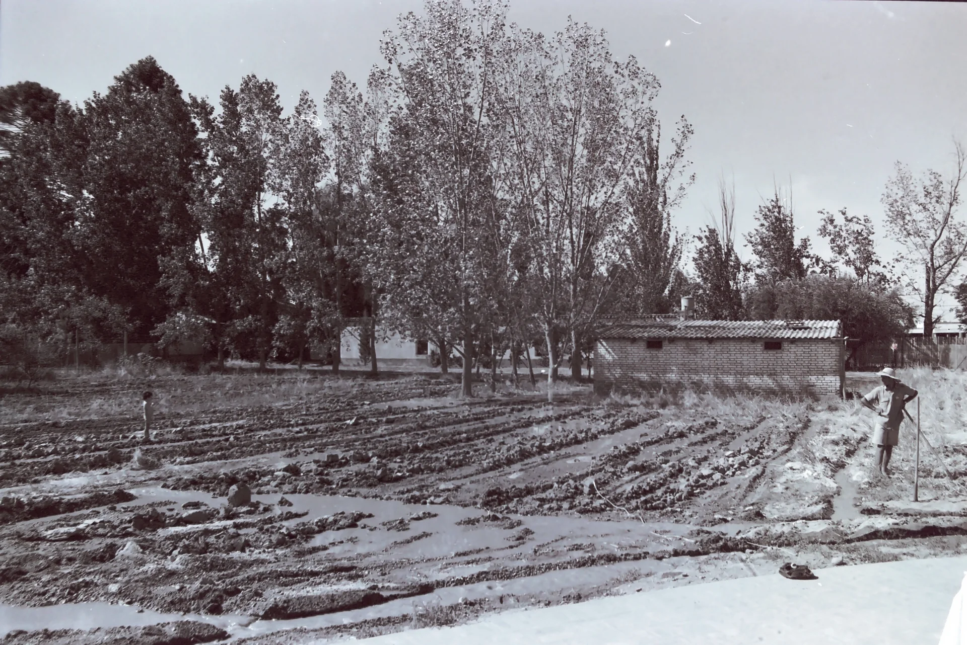 Julián Cavagnaro opens the furrows for flood irrigation, accompanied by Felipe, Julia and Javier's first son.